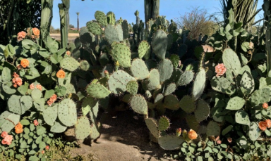 Santa Rita Prickly Pear Cactus Cuttings, Opuntia engelmannii, Purple Spiny Pads, Unrooted Desert Cactus for Xeriscape Gardens