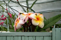 Rare Plumeria Sun Splash Unrooted Middle Cut Cutting – Tropical Flowering Plant, European Import