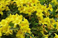 Yellow Crossvine Rooted Starter Plant Bignonia capreolata Climbing Flowering Vine for Trellis & Garden