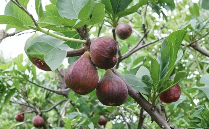 Sweet Jerusalem Fig Cuttings Ficus carica Heirloom Fruit Tree for Propagation, Backyard Orchard, Container Growing