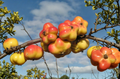 Apistar Apple Scion Cuttings – 3 Dormant Grafting Wood, Malus domestica, Fruit Tree, 10 cm for Grafting & Propagation