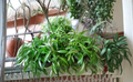 Rooted Hoya wayetii Starter Plant, Tropical Wax Vine, Trailing Houseplant, Indoor Outdoor, Star-Shaped Flowers, Hoya wayetii