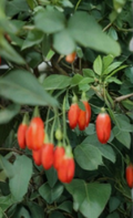 Goji Berry Live Plant in Pot | Rooted Lycium barbarum Fruit Shrub for Garden or Container Growing
