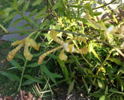 Scorpion Vanda Orchid Cutting | Arachnis Maggie Yellow Ribbon | 10-12 Inch Live Orchid with Roots
