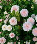 15 Cecile Brunner Rose Cuttings - Antique Climbing Rose Propagation Stems with Soft Pink Blooms