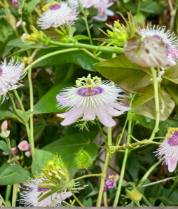 Passiflora Incarnata Passionflower Cuttings – 7 Inch Unrooted Perennial Vine for Garden Trellis, Fences, Purple Flowers