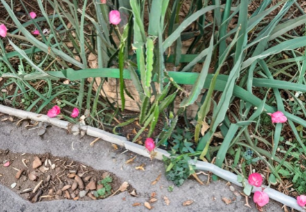 Red and White Dragon Fruit Cuttings – 3 Live Unrooted Pitaya Cactus Propagation Cuttings 8–10 Inches