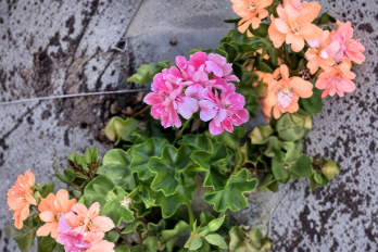 Pink Ivy Geranium Cutting - Pelargonium peltatum Live Plant Starter for Container & Hanging Baskets