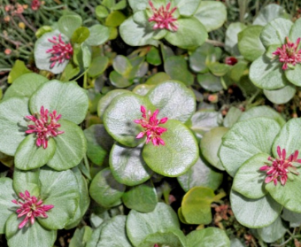 Crassula Multicava Green Fairy Succulent Cuttings - 2 Inch Live Jade Plant for Propagation