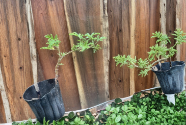 Citronella Scented Geranium Live Plant Pelargonium Citronellum Pink Flower Starter for Patio, Garden, Container