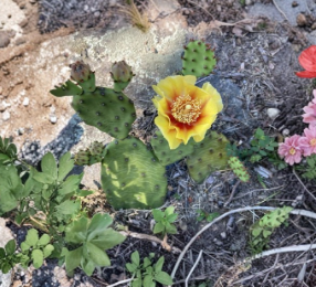 Opuntia Cespitosa Prickly Pear Cactus Pads – 5 Unrooted Succulent Cuttings for Propagation & Ornamental Growing