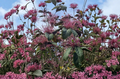 Starburst Clerodendrum Quadriloculare Cuttings – 10 Unrooted Tropical Flowering Shrubs for Propagation in USDA Zones 9-11