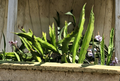 White Dragon Fruit Cuttings 8 Inch Unrooted Pitaya Cactus Propagation Clippings Hylocereus spp.