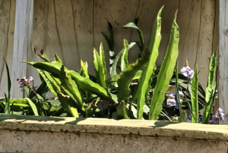White Dragon Fruit Cuttings 8 Inch Unrooted Pitaya Cactus Propagation Clippings Hylocereus spp.