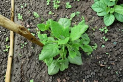 New Zealand Spinach Seeds 250 Tetragonia tetragonioides Vegetable Garden Seeds for Home Gardening