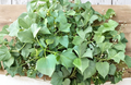 Rooted Sweet Potato Slips 10 Pack | Ipomoea Batatas Live Vegetable Plants for Garden or Containers
