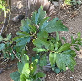 Black Madeira Fig KK Cuttings – Ficus carica Dormant Grafting or Rooting Propagation, 3 Count