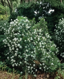 Sir Thomas Lipton Rose Cuttings 6 Pack | White Climbing Rose Stem for Propagation | Fragrant Garden Variety Rosa