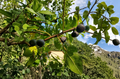 Calderona MP Fig Tree Cutting 8 Inch Unrooted Ficus Carica Propagation Stem for Garden or Orchard