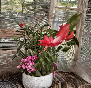 Red Thanksgiving Christmas Cactus Cutting Schlumbergera truncata Unrooted Propagation Holiday Plant