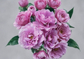 Angel Face Rose Cuttings – Lavender Floribunda Unrooted Stems for Propagation, Garden Plant, Rosa spp.
