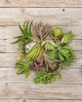 Assorted Succulent and Cactus Cuttings Pack – Live Propagation Plants, Mixed Varieties for Container Gardens and Indoor Growing