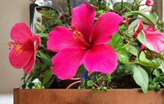 Pink Hibiscus Cuttings 20 Count | Hibiscus rosa-sinensis Propagation Unrooted Plant Cuttings