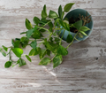 Golden Pothos Live Rooted Cuttings – Variegated Green and Gold Epipremnum aureum Indoor Houseplant