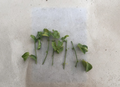 Passion Fruit Vine Cuttings Set of 5 Unrooted Passiflora edulis Live Plant Starter for Propagation