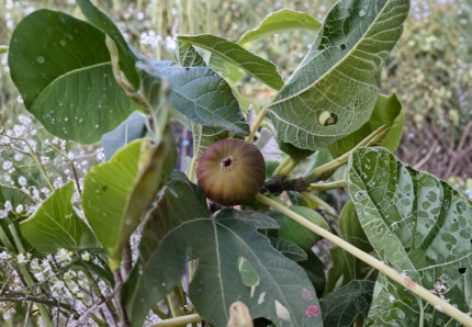 Olympian Fig Tree Cuttings Unrooted Ficus Carica Grafting Propagation Fresh Stems