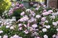 Rural England Climbing Rose Cuttings 6 Pack, Flowering Garden Plant for Trellis & Fence, Rosa hybrid
