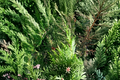 75 Leyland Cypress Unrooted Cuttings for Propagation, Evergreen Tree, Cuprocyparis leylandii