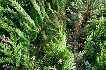 75 Leyland Cypress Unrooted Cuttings for Propagation, Evergreen Tree, Cuprocyparis leylandii