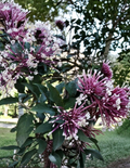 Shooting Star Plant Cuttings, Clerodendrum quadriloculare, Unrooted Propagation Set of 6