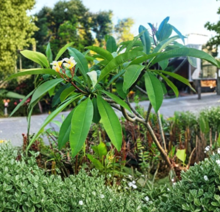 Aztec Gold Plumeria Cuttings – 8-10 Inch Tropical Fragrant Flowering Plant – Plumeria rubra for Garden & Container