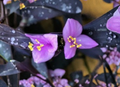 Tradescantia Pallida Purple Heart Live Rooted Plant, Indoor Trailing Houseplant, Purple Foliage, Hanging Basket, Perennial