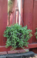 String of Bananas Succulent Cuttings Set of 6, Trailing Plant, Curio radicans, Unrooted Propagation Material