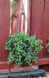 String of Bananas Succulent Cuttings Set of 6, Trailing Plant, Curio radicans, Unrooted Propagation Material