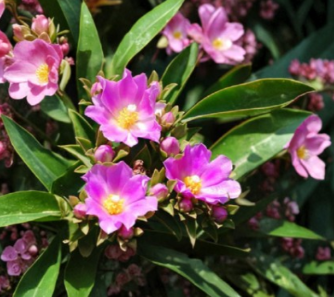 Pereskia grandifolia Seeds – Leafy Cactus Tree with Pink Flowers, Ornamental Plant Seeds, Shrub or Small Tree, Tropical Garden Plant