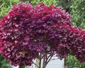 Red Japanese Maple Cutting 6-8 Inch Acer palmatum Live Stem for Rooting or Grafting Garden Tree