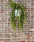 Lepismium Cruciforme Spiralis Hurricane Cactus 6-Inch Unrooted Cutting Epiphytic Trailing Plant