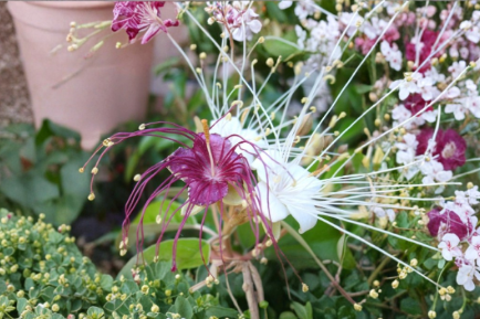 Jamaican Caper Seeds 10 Pack, Tropical Native Plant, Berry Fruit, Coastal Landscaping, Capparis cynophallophora
