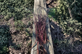 Softwood Nectarine Tree Cuttings – Prunus persica var. nucipersica Fruit Tree Propagation Stems for Home Orchard