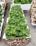 Purple Sweet Potato Slips 10 Count | Ipomoea Batatas Live Cuttings for Garden Planting