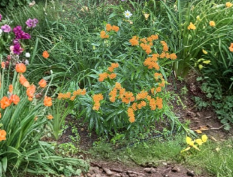 Orange Butterfly Weed Taproots - Asclepias Tuberosa Perennial Live Milkweed Plants for Gardens