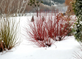 Red Twig Dogwood Cuttings Set of 40, Cornus amomum, Unrooted Live Shrub Propagation Material