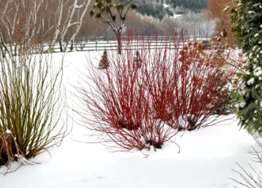 Red Twig Dogwood Cuttings Set of 40, Cornus amomum, Unrooted Live Shrub Propagation Material
