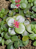 Unrooted Green Fairy Jade Succulent Cuttings Set of 2 Crassula multicava Propagation