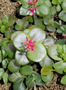 Unrooted Green Fairy Jade Succulent Cuttings Set of 2 Crassula multicava Propagation