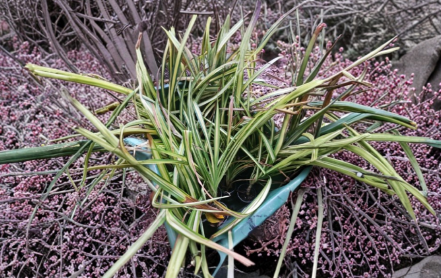 Dwarf Golden Variegated Pandanus baptistii Indoor Tropical Foliage Plant Live Container Plant